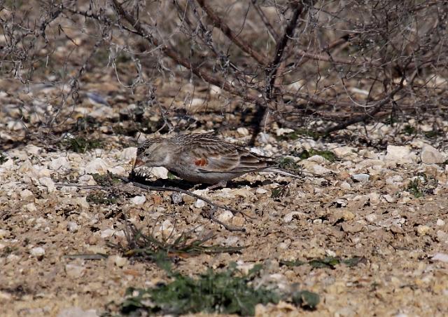 McCown's Longspur _0753.JPG